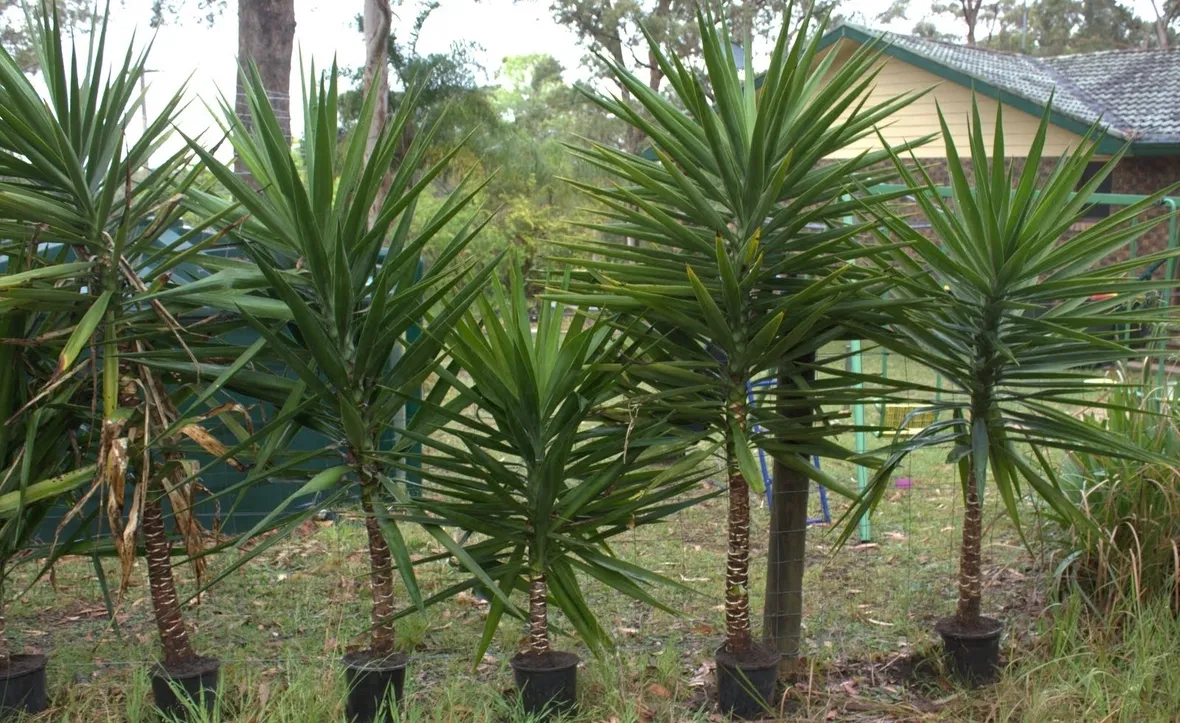 yucca