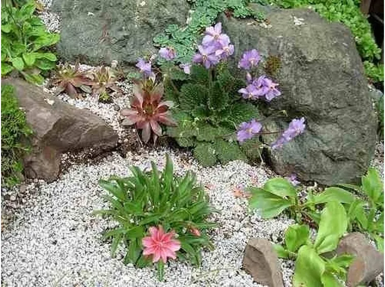 giardino roccioso