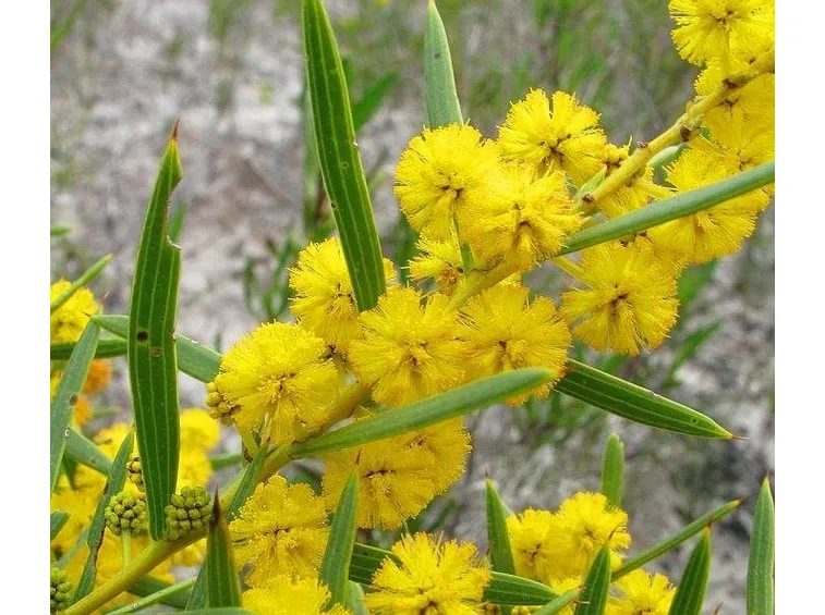 mimosa