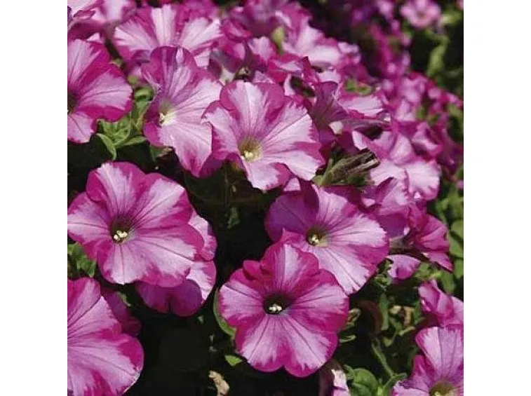 PETUNIA