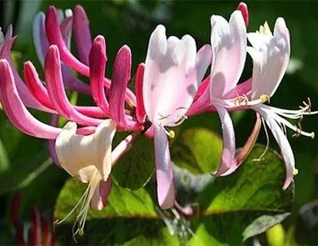 CAPRIFOGLIO