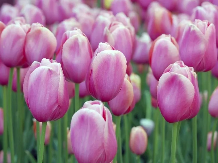 tulipani