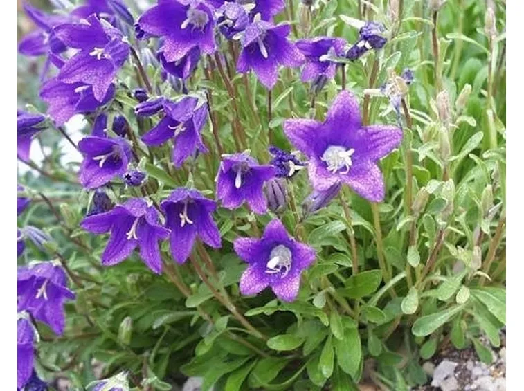 CAMPANULA SELVATICA