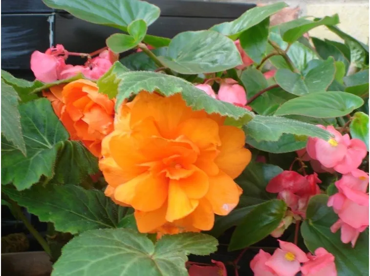begonia