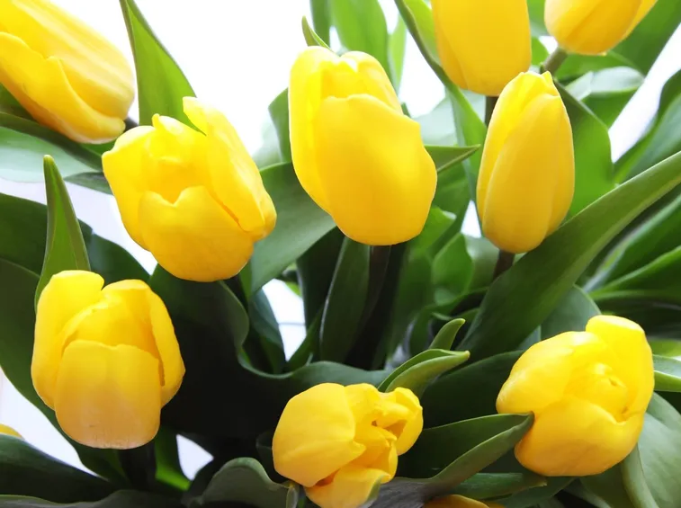 tulipani