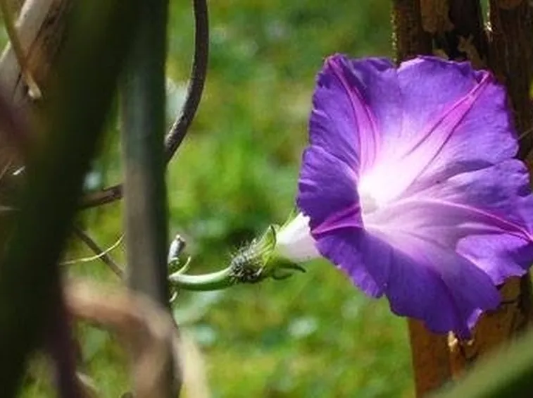 fiore ipomea