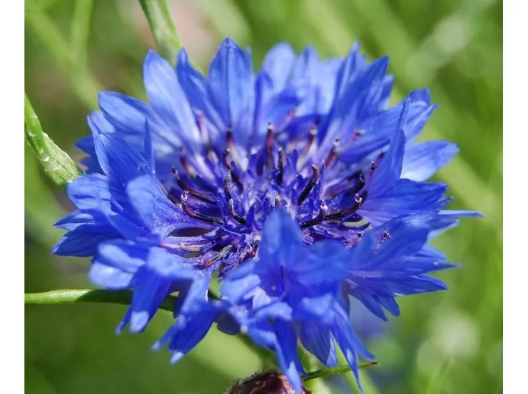 fiordaliso