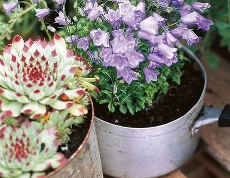 giardinaggio fai da te 