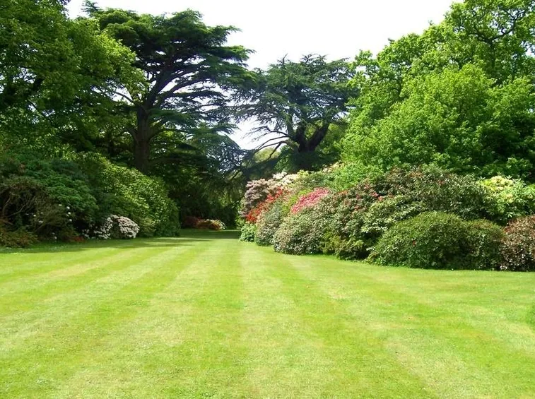 Siepi e piante da giardino