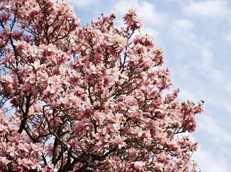 MAGNOGLIA