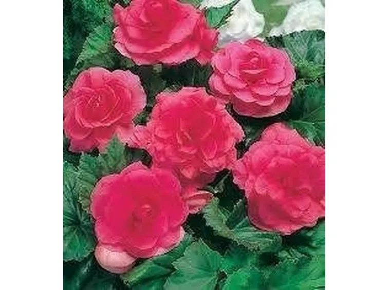 begonia
