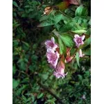 progetto giardini