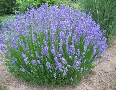 Pianta di lavanda