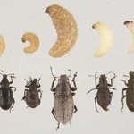 larva oziorinco