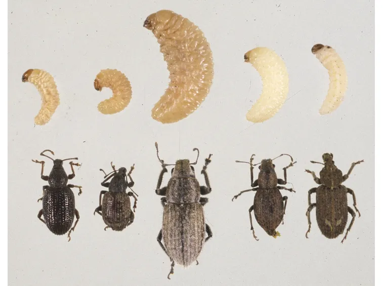 larva oziorinco