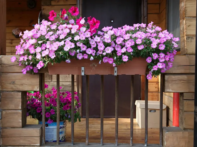 balcone di surfinie