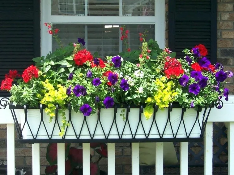 fiori balcone
