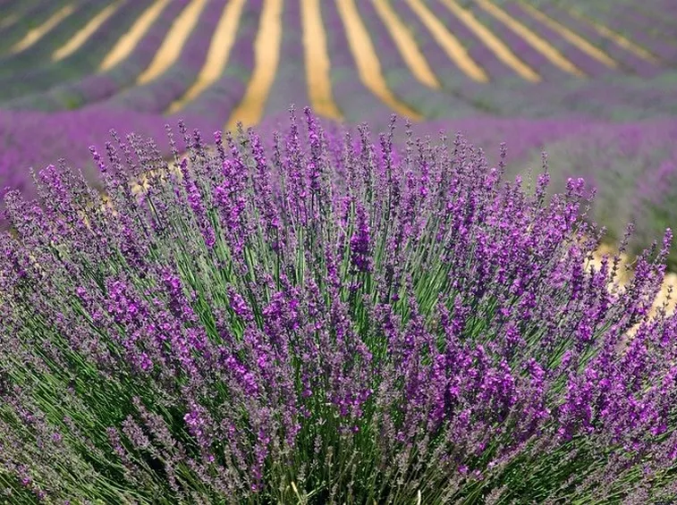 lavanda