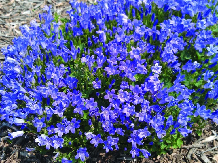 lithodora