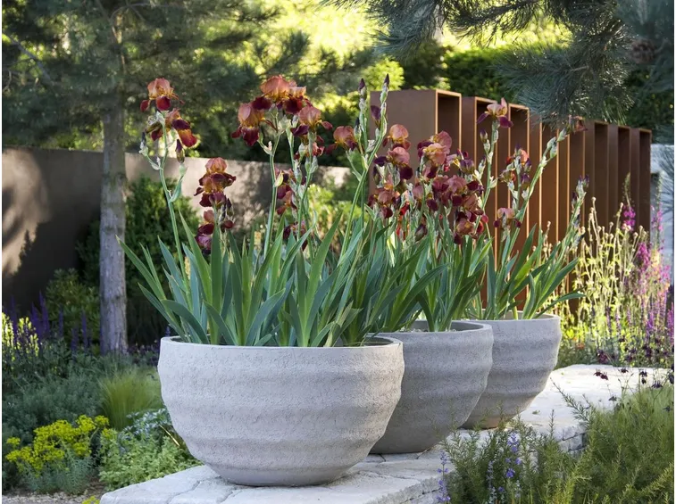 giardino maggio