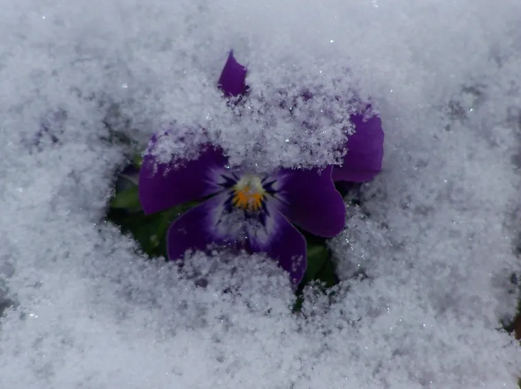 fiori invernali