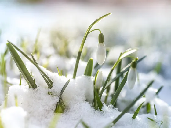 giardino gennaio