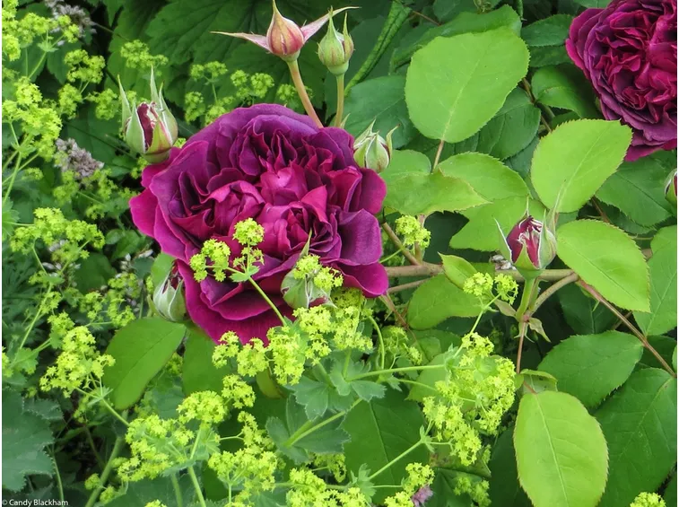 rose giugno