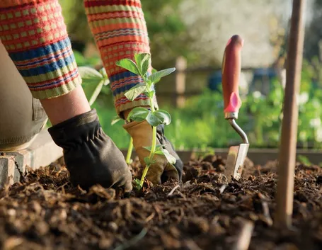 Lavori del mese giardinaggio