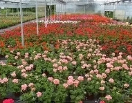 gerani