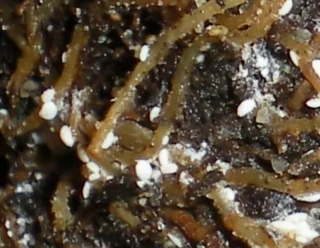 malattia