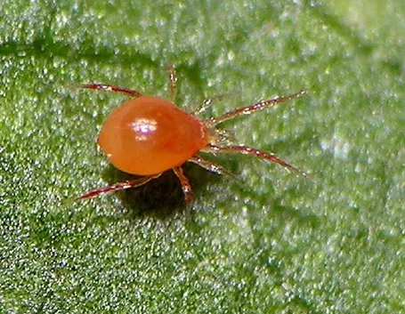 Acaro rosso