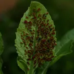 afidi