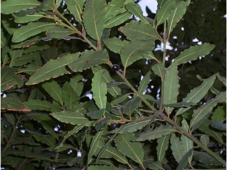 Foglie di alloro