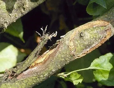pianta malata di Antracnosi