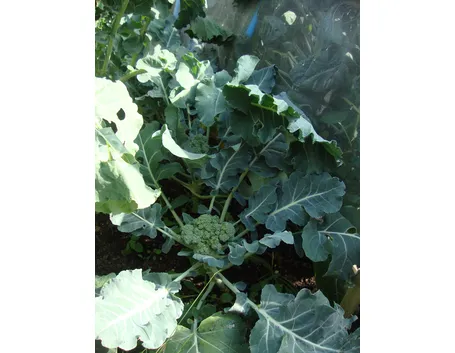 Broccolo calabrese