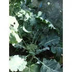 Broccolo calabrese
