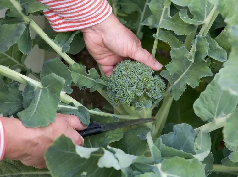 Raccolta broccolo calabrese