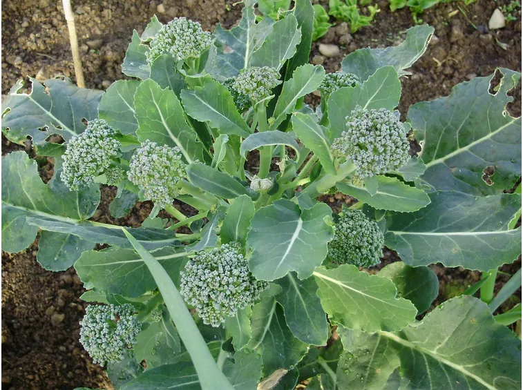 Parassiti broccoli