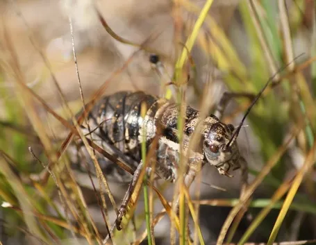 Cicala insetto