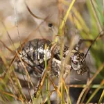 Cicala insetto