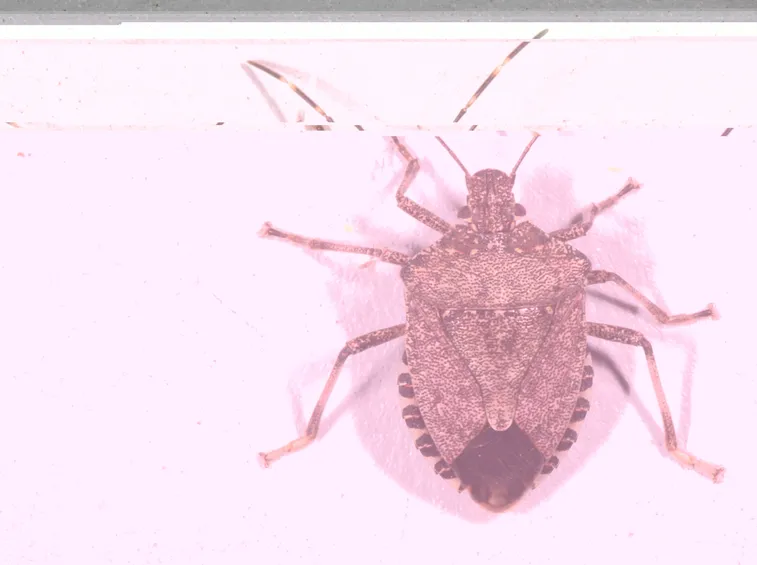 Cimice asiatica
