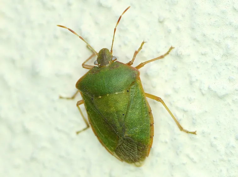 Esemplare cimice verde