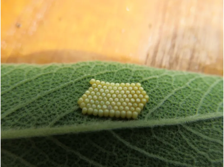 uova cimice