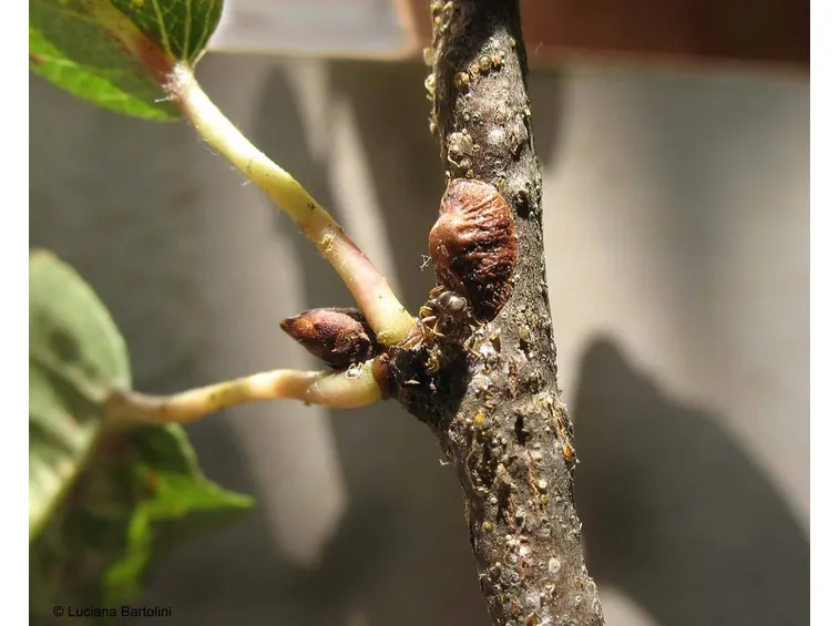 Cocciniglia a scudo