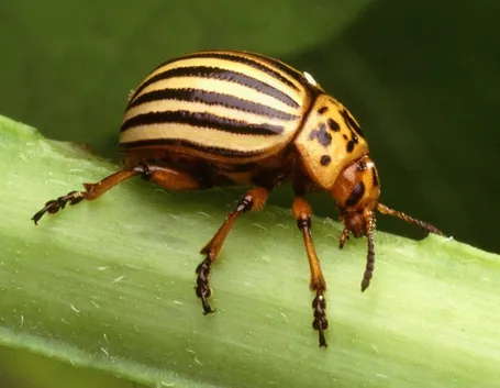 coleottero