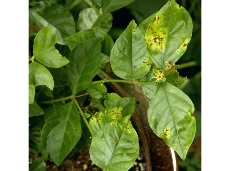 gelsomino malato