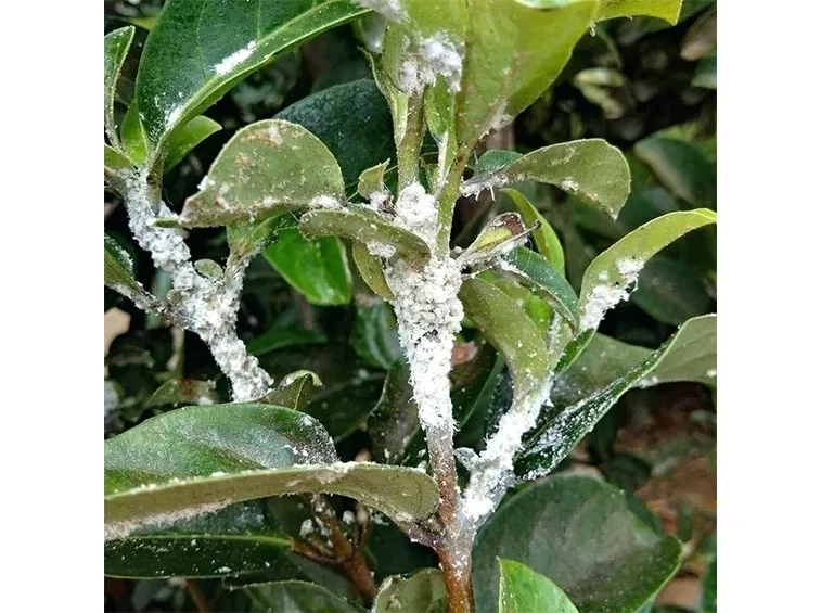 gelsomino ammalato