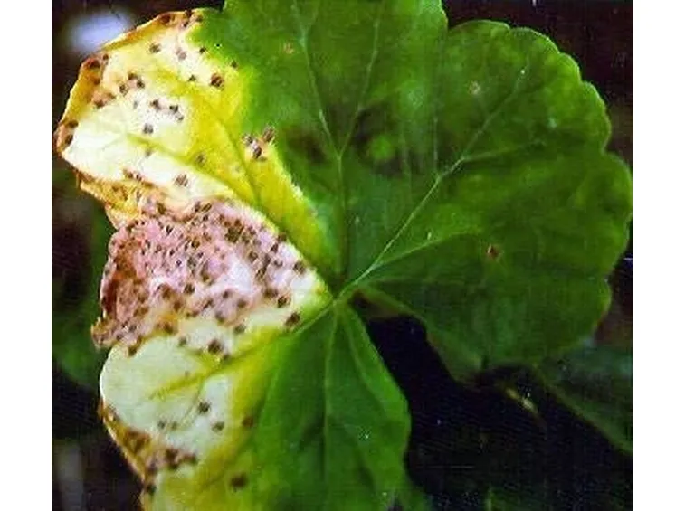 foglia malata