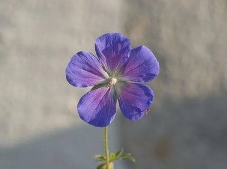 fiore malato