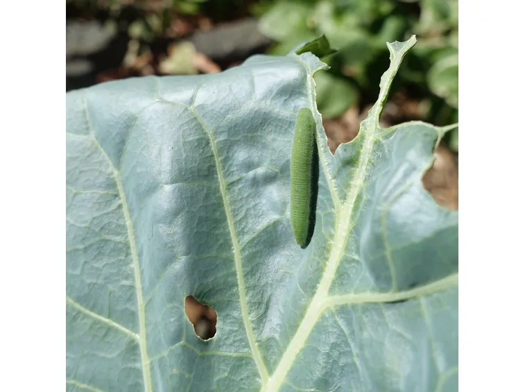 Foglia cavolo larva